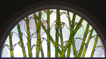 Bamboo with Moon Window 44"