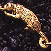 Cheetahs: 3D Cheetah Link 18k