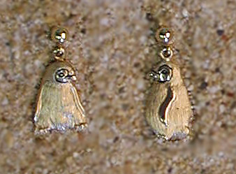Penguin Chick Earrings 14k