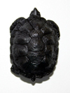 Tortoise Knob oiled bronze finish