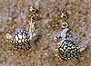 Turtles: Sea  Turtle earrings 14k