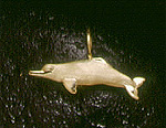 Dolphins: Boutu Dolphin 14k